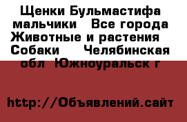 Щенки Бульмастифа мальчики - Все города Животные и растения » Собаки   . Челябинская обл.,Южноуральск г.